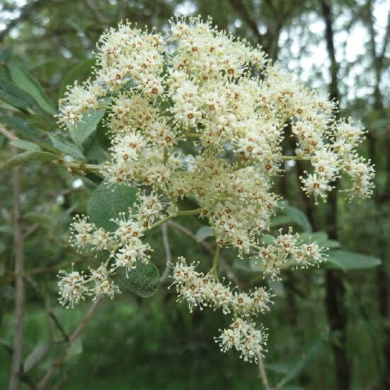 Buddleja saligna