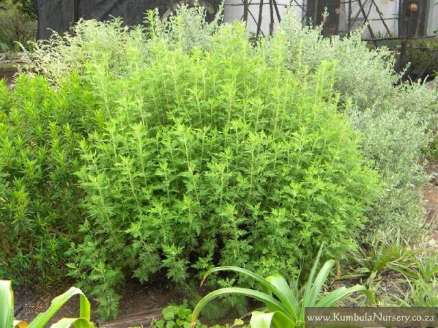 Artemesia Afra