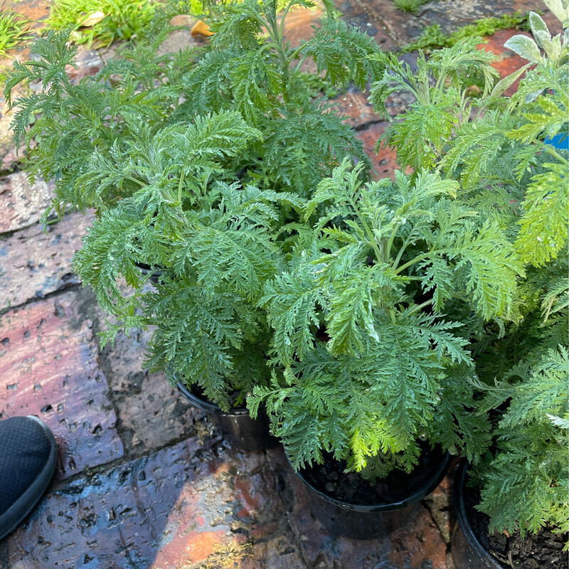 Artemesia Afra
