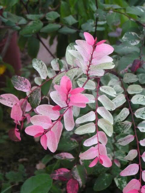 Breynia Disticha Roseoptica