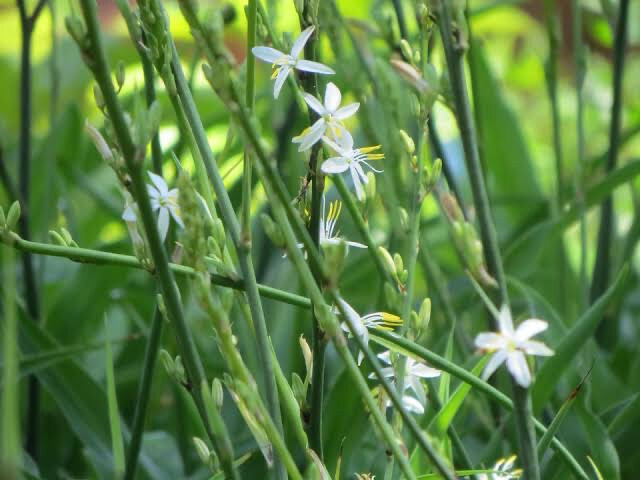 Chlorophytum Bowkeri