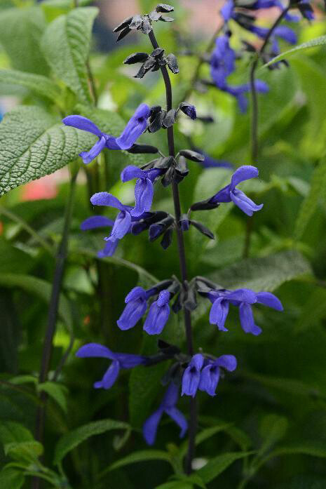 Salvia Black and bloom