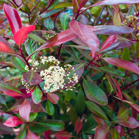 Photinia x Fraseri Red Robin