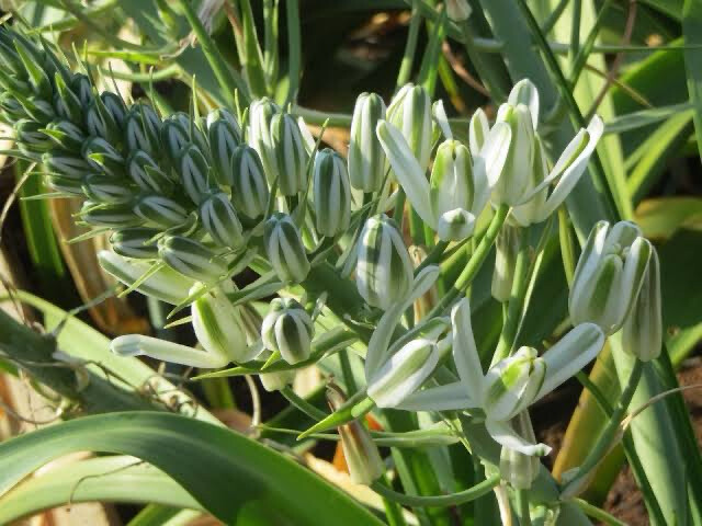 Albuca Nelsonii