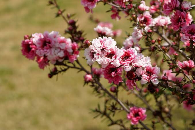 Leptospermum ‘Double Pink’