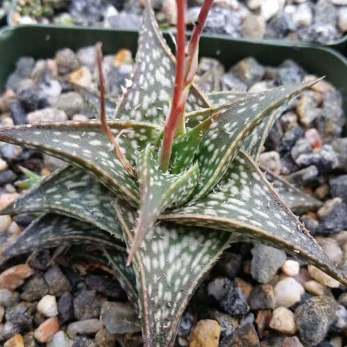 Aloe descoingsii Diego