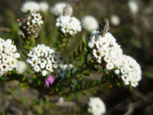 Phylica Lasiocarpa