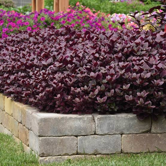 Alternanthera Purple Prince
