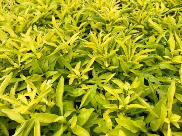 Alternanthera Ficoidea Aurea