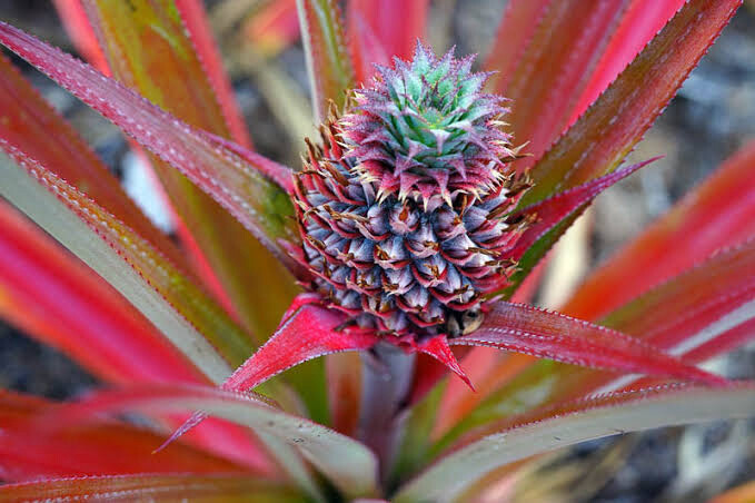 Ananas Comosus