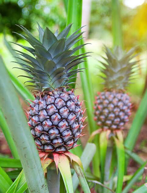 Ananas Comosus