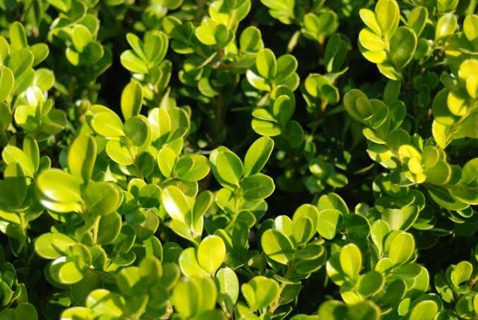 Buxus Sempervirens Faulkner