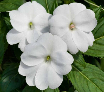 Impatients Sunpatiens Compact White