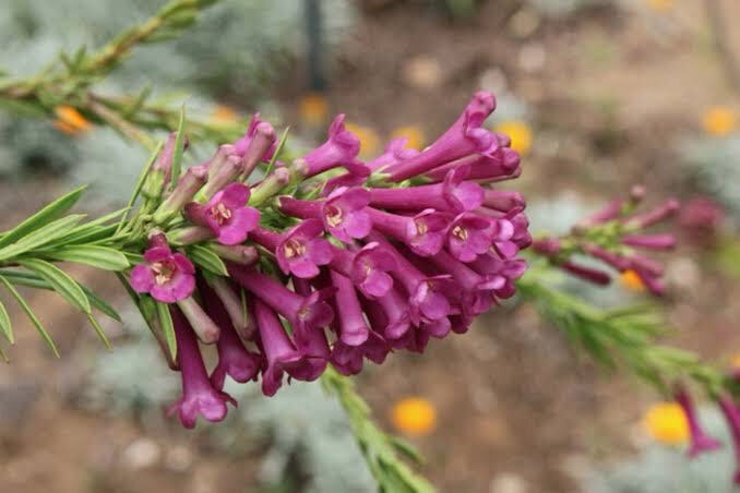 Freylinia visserii