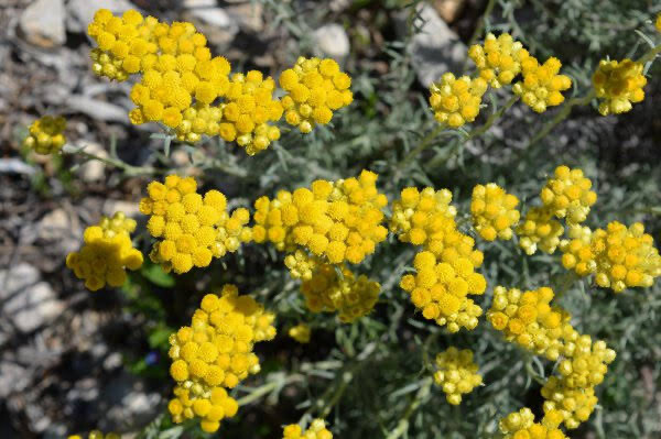Helichrysum Italicum Currykraut