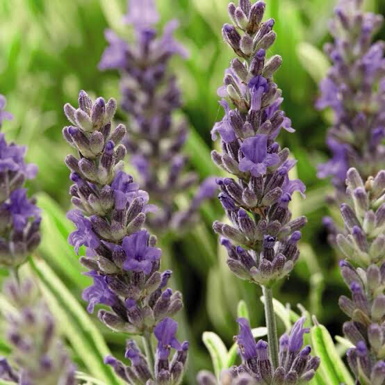 Lavandula Angustifolia Platinum Blonde