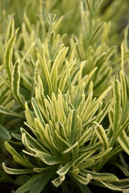 Lavandula Angustifolia Platinum Blonde
