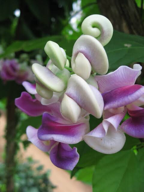 Vigna Caracalla