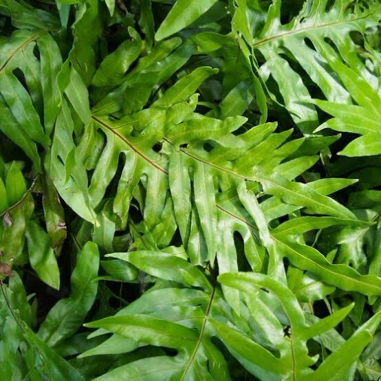 Microsorum Kangaroo Fern HB