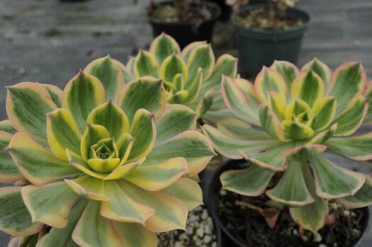 Aeonium Davidbramwelli Sunburst