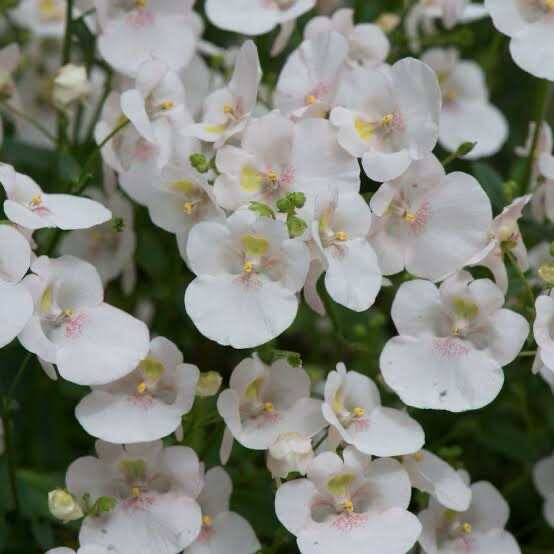 Diascia Diamond White