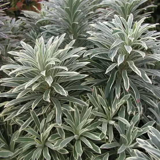 Euphorbia Silver Edge