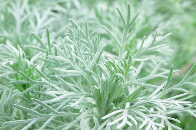 Artemesia Smid Silver Mound Nana