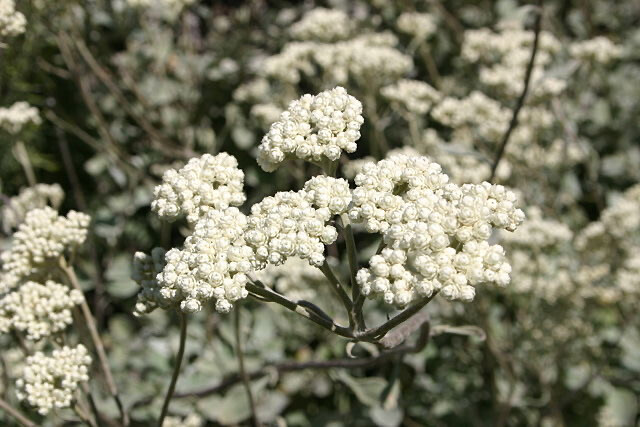 Helichrysum Petiolare