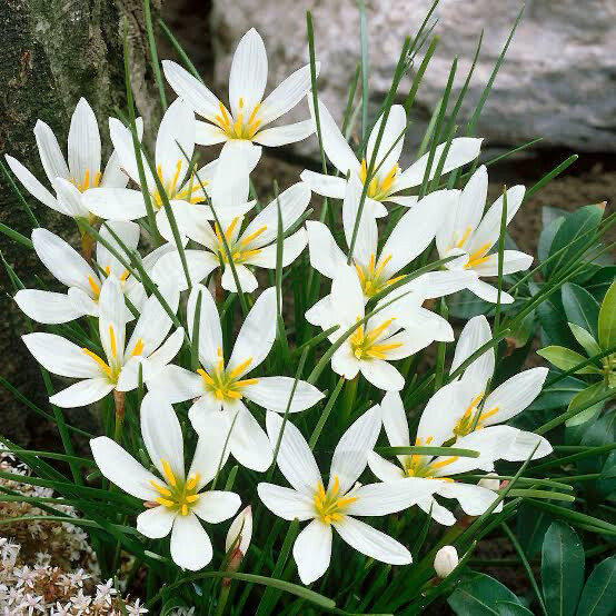 Zephranthus Candida