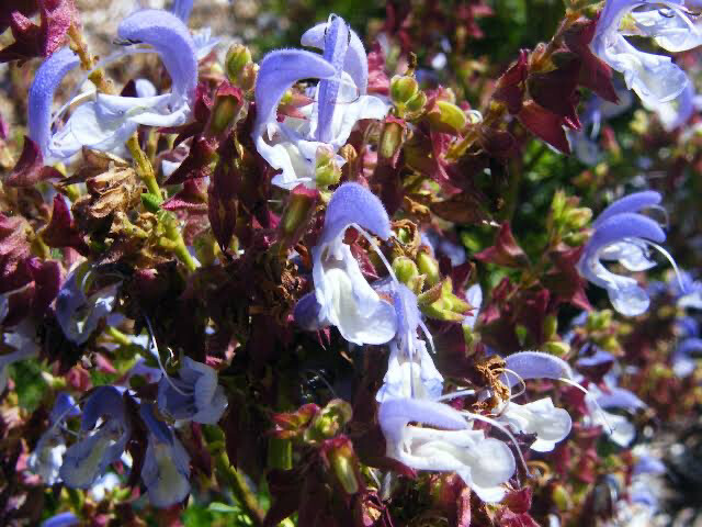Salvia Chamelaeagnea Blue