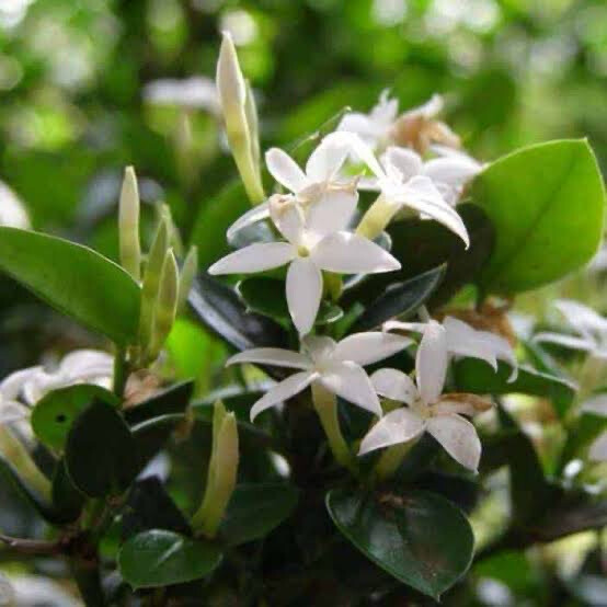 Carissa bispinosa ‘Storm’