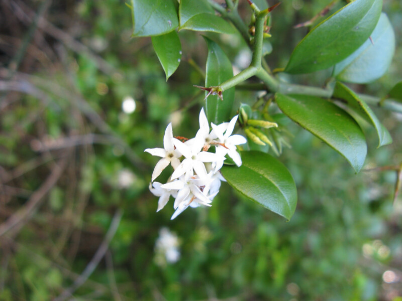Carissa bispinosa ‘Storm’