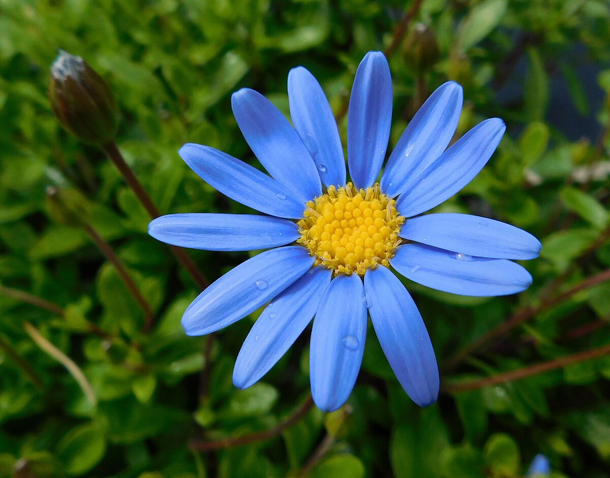 Felicia PW Forever Blue
