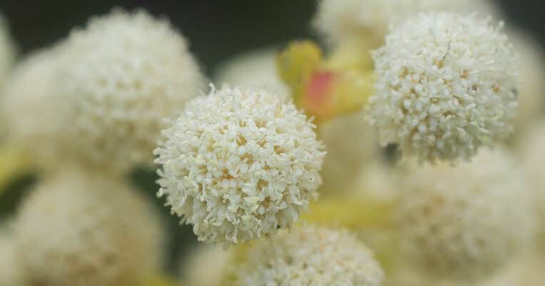 Berzelia Languinosa