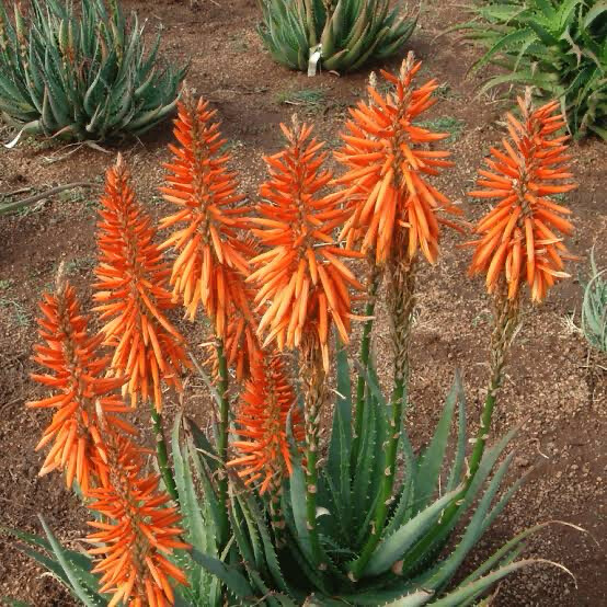 Aloe Orange Delight