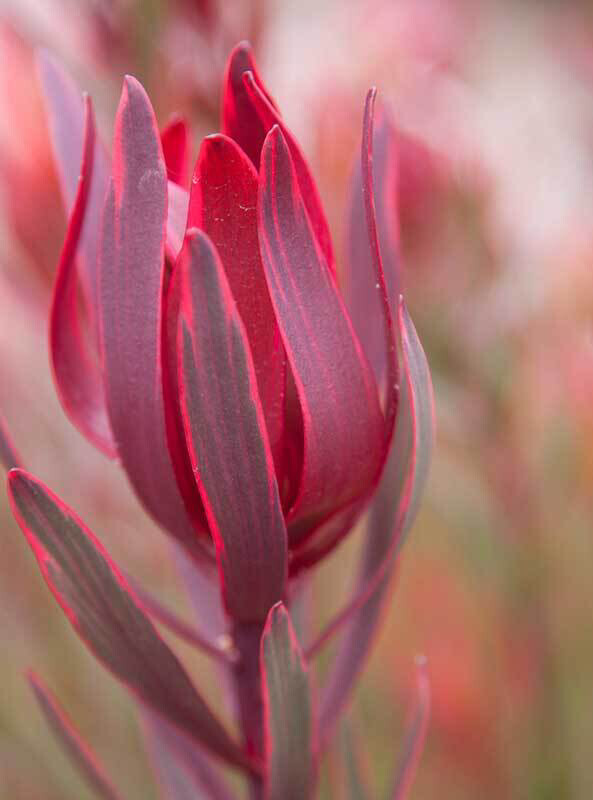 Leucadendron Jolly Joker