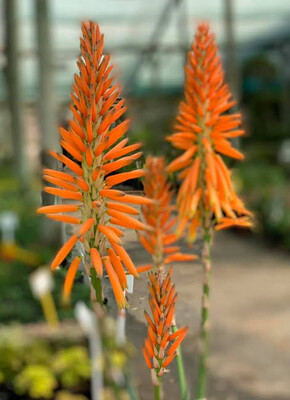 Aloe Orange Delight