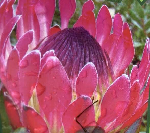 Protea Cardinal