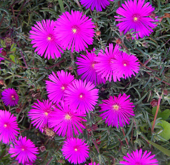 Lampranthus amoenus