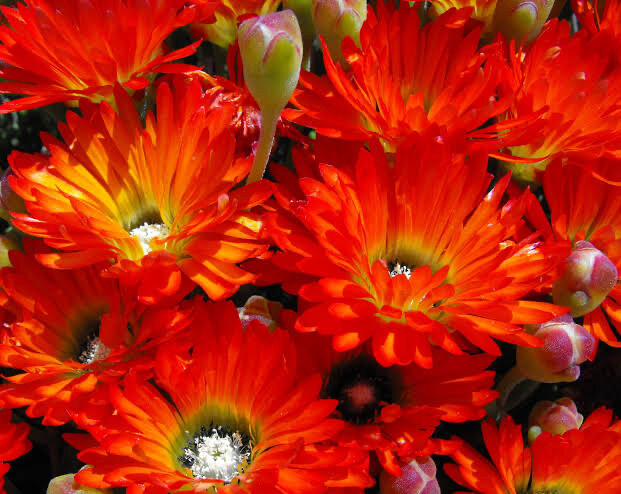 Lampranthus Red