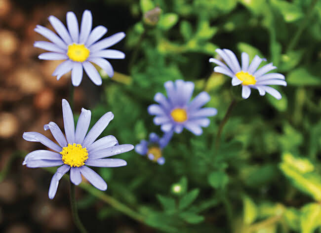 Felicia amelloides