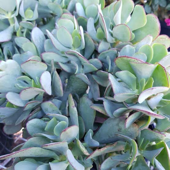 Crassula Arborescens Blue Bird
