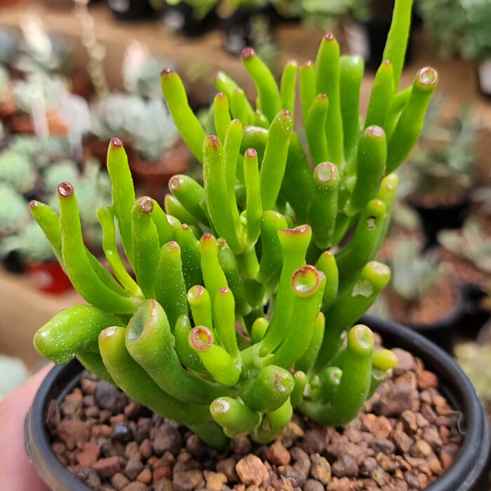 Crassula Ovata Gollum