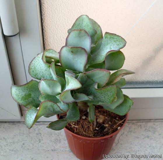 Crassula Arborescens ssp. Undulatifolia