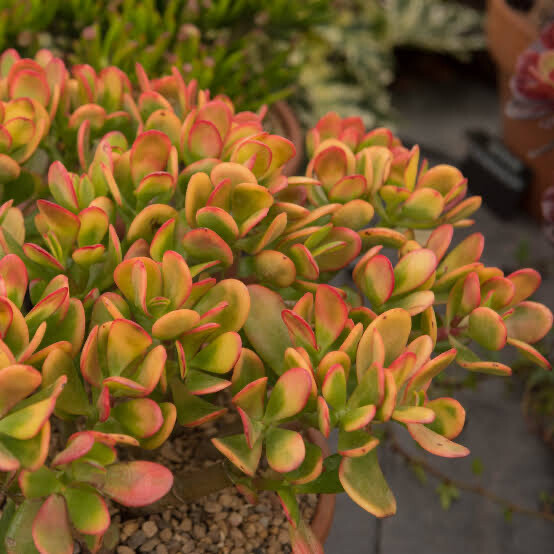 Crassula Ovata Sunset