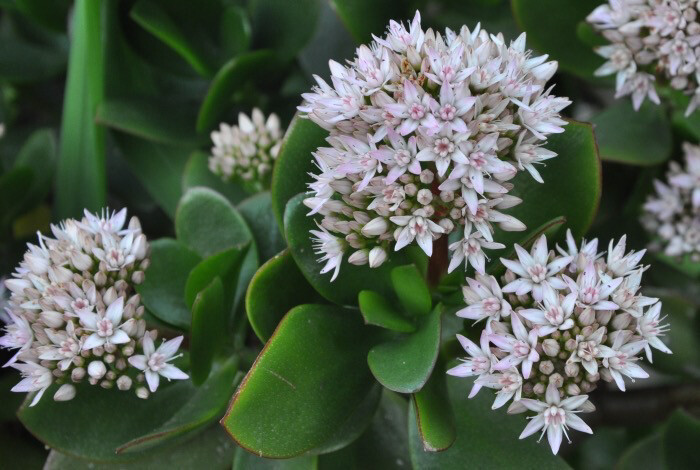 Crassula Ovata Pink Joy