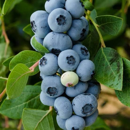 Berry Blueberry Legacy