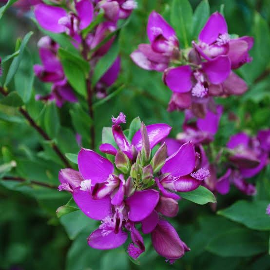 Polygala Myrtifolia