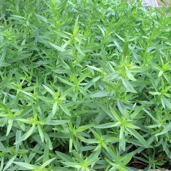 Tarragon
