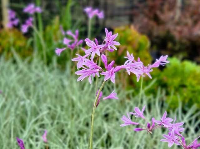 Tulbaghia Violacea Variegata